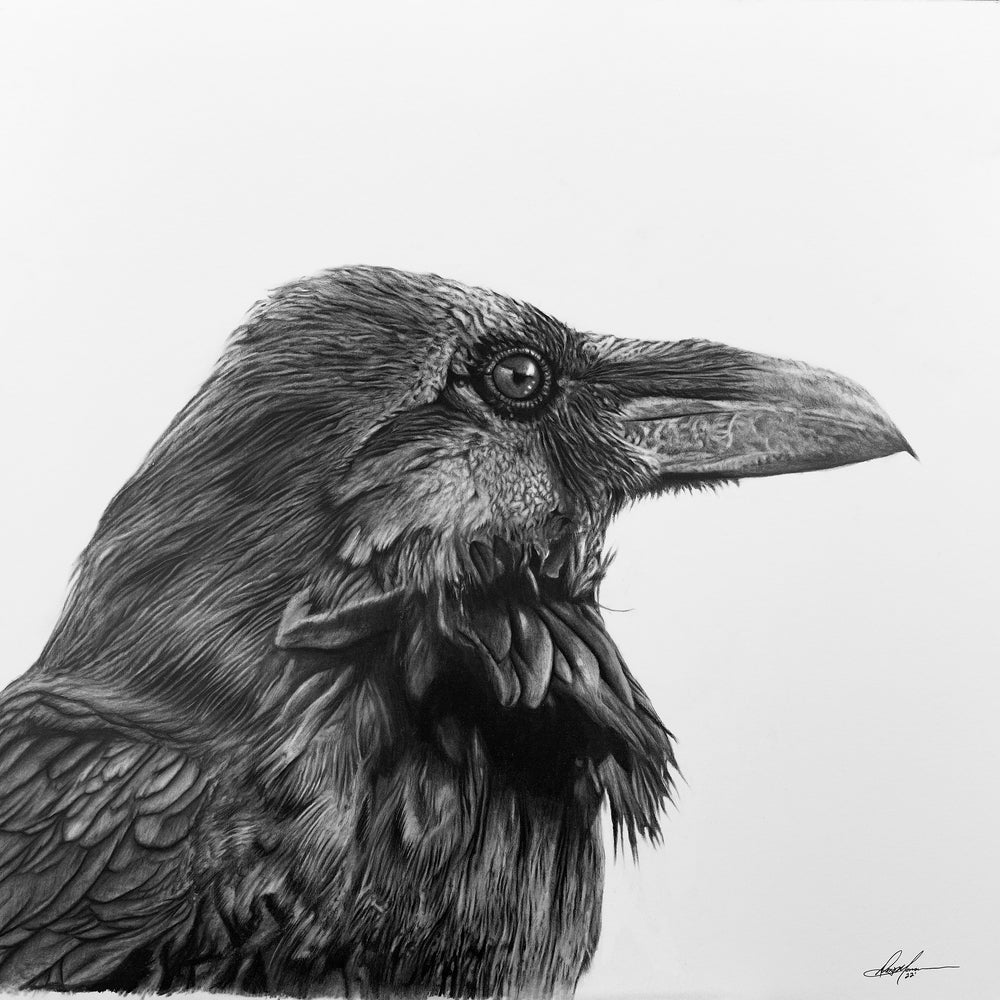 Raven Profile